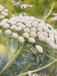 Attēlu rezultāti vaicājumam “Enteridium corticatum sessile”