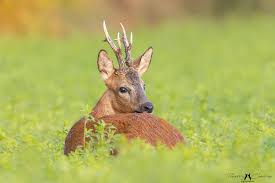 Attēlu rezultāti vaicājumam “Capreolus capreolus”