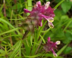 Attēlu rezultāti vaicājumam “Melampyrum cristatum”