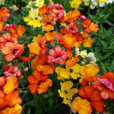 Image result for Elfenspiegel