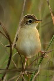 Image result for Cisticola juncidis
