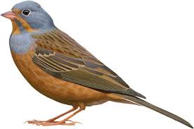 Image result for Emberiza caesia
