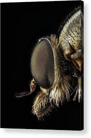 Attēlu rezultāti vaicājumam “Rhagionidae”