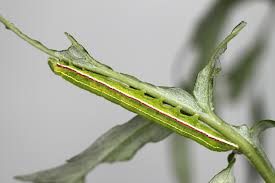 Attēlu rezultāti vaicājumam “Eucarta virgo”