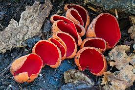 Attēlu rezultāti vaicājumam “Sarcoscypha austriaca”