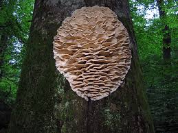 Attēlu rezultāti vaicājumam “Climacodon septentrionalis”