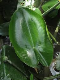 Attēlu rezultāti vaicājumam “Nuphar lutea leaf”