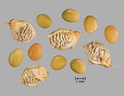 Attēlu rezultāti vaicājumam “Melilotus albus fruit”