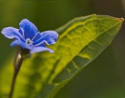 Attēlu rezultāti vaicājumam “Omphalodes verna leaf”