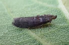 Attēlu rezultāti vaicājumam “Ortholepis betulae”