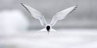 Image result for Bird