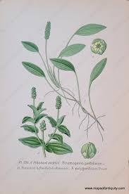 Attēlu rezultāti vaicājumam “Potamogeton perfoliatus flower”