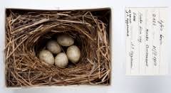 Attēlu rezultāti vaicājumam “Sylvia borin eggs”