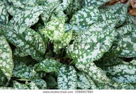 Attēlu rezultāti vaicājumam “Pulmonaria saccharata leaf”