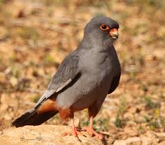 Image result for Falco vespertinus