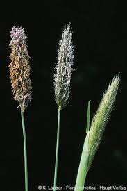 Attēlu rezultāti vaicājumam “Alopecurus pratensis flower”