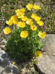Attēlu rezultāti vaicājumam “Ranunculus brunnescens”