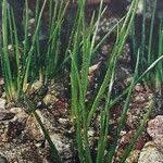 Attēlu rezultāti vaicājumam “Isoetes echinospora leaf”