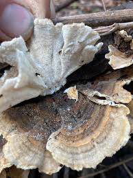 Attēlu rezultāti vaicājumam “Trametes ochracea”