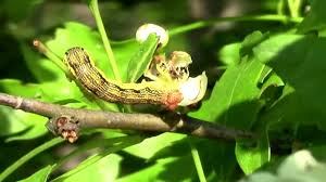 Attēlu rezultāti vaicājumam “Erannis defoliaria imago”