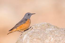 Image result for Monticola saxatilis