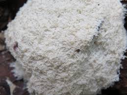 Attēlu rezultāti vaicājumam “Fuligo candida f. persicum spores”