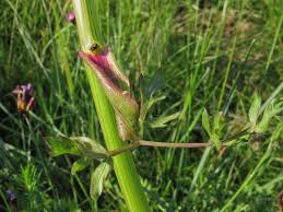 Attēlu rezultāti vaicājumam “Peucedanum oreoselinum flower”