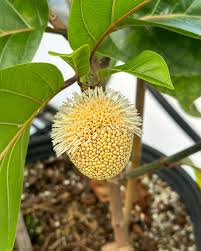 Attēlu rezultāti vaicājumam “Campanula latifolia fruit”