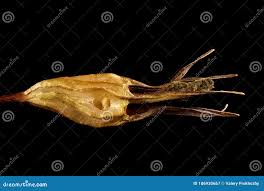 Attēlu rezultāti vaicājumam “Campanula patula fruit”