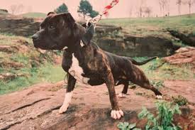 Image result for Staffordshire Stallions