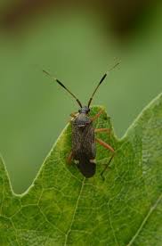 Attēlu rezultāti vaicājumam “Closterotomus biclavatus”