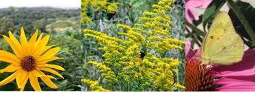 Attēlu rezultāti vaicājumam “Asteraceae”