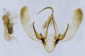 Attēlu rezultāti vaicājumam “Colobochyla salicalis”