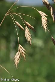 Attēlu rezultāti vaicājumam “Bromus secalinus”