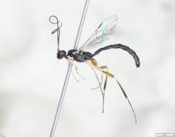 Attēlu rezultāti vaicājumam “Ichneumonidae”