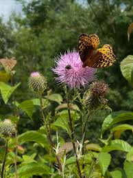 Attēlu rezultāti vaicājumam “Campylium stellatum sporophyte”