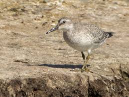 Attēlu rezultāti vaicājumam “Calidris canutus”