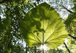 Image result for Petasites officinalis