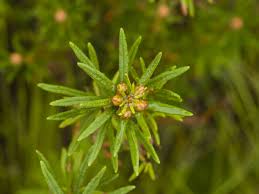 Attēlu rezultāti vaicājumam “Ledum palustre leaf”