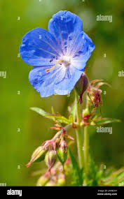 Attēlu rezultāti vaicājumam “Geranium pratense bud”