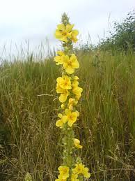 Image result for Verbascum densiflorum