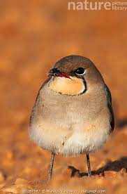 Image result for Glareola pratincola