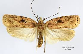 Attēlu rezultāti vaicājumam “Agonopterix aranella”
