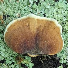 Attēlu rezultāti vaicājumam “Stereum fasciatum”