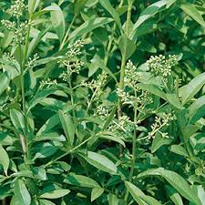 Attēlu rezultāti vaicājumam “Ligustrum vulgare”