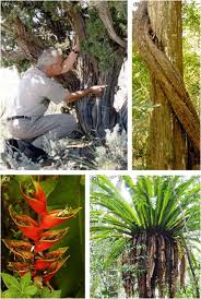 Attēlu rezultāti vaicājumam “Badhamiopsis scripta spores”