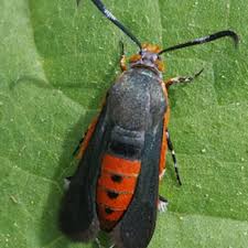 Attēlu rezultāti vaicājumam “Cribraria martinii”