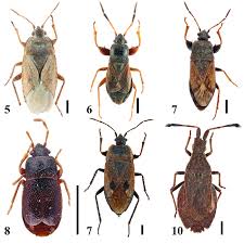 Attēlu rezultāti vaicājumam “Heteroptera”