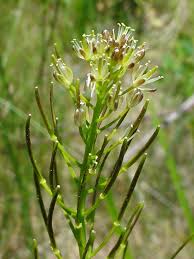 Attēlu rezultāti vaicājumam “Cardamine impatiens”