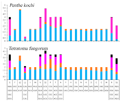 Attēlu rezultāti vaicājumam “Tetratoma fungorum”